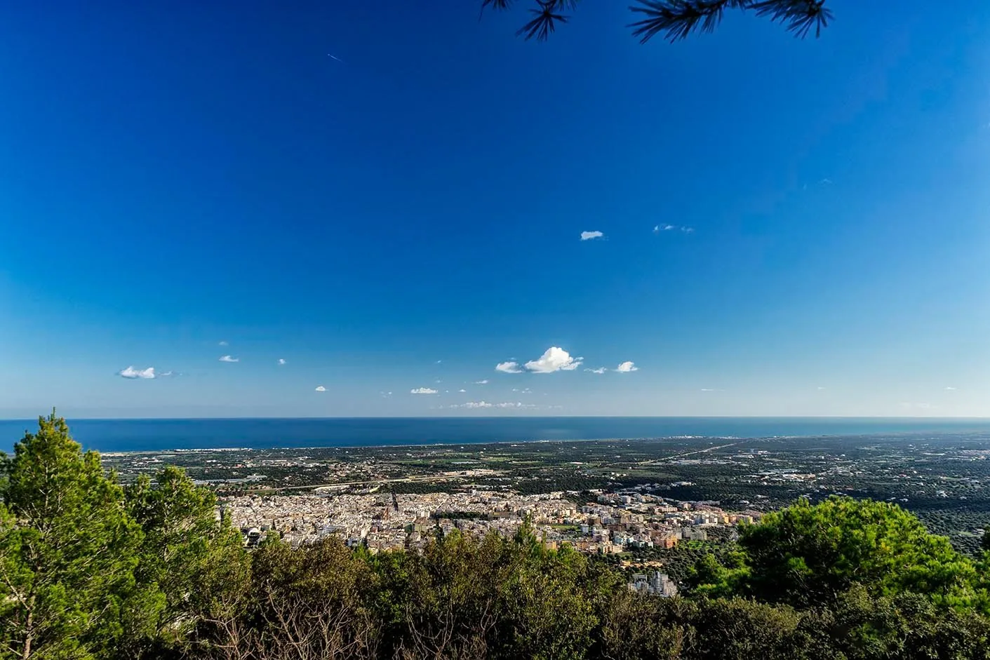 Veduta panoramica di Fasano immersa negli uliveti con il mare Adriatico sullo sfondo