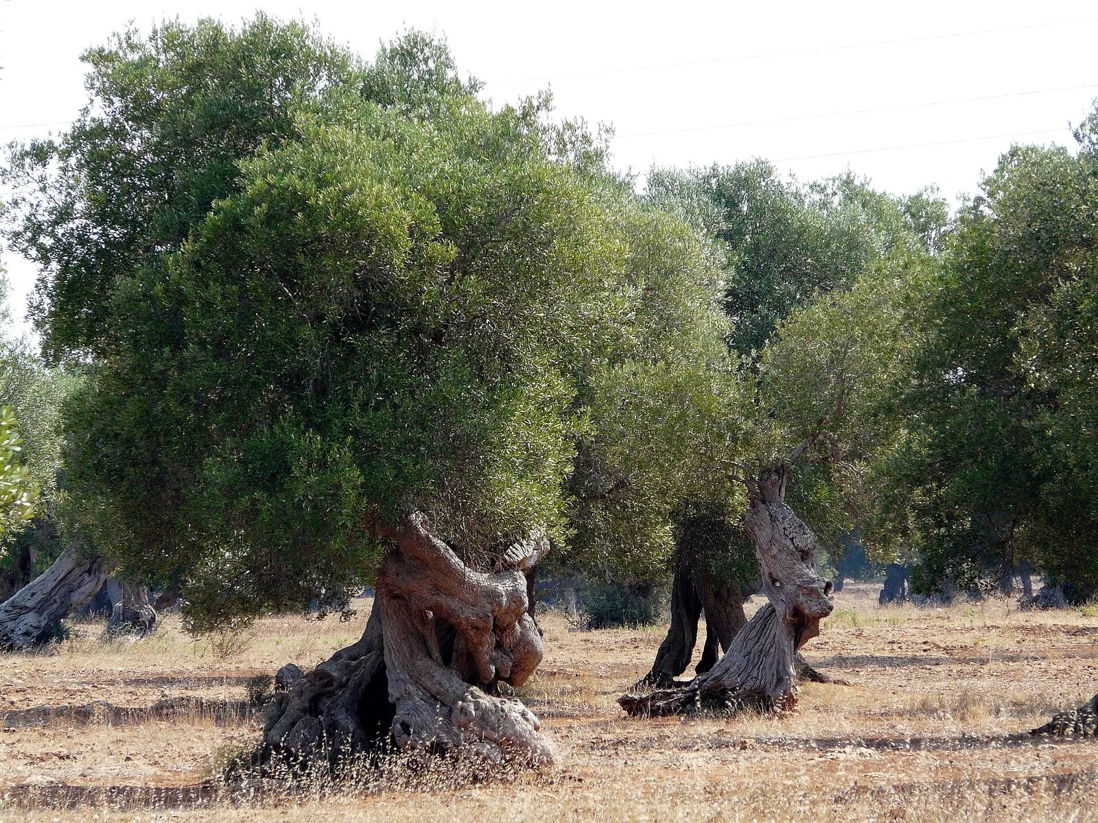 Ulivi secolari dai tronchi nodosi e contorti in un uliveto monumentale della Puglia