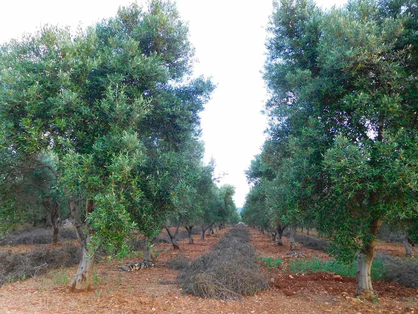 Uliveto pugliese in inverno con le ramaglie della potatura disposte in filari sulla terra rossa